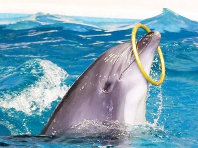 Dolphinarium-1-700x394