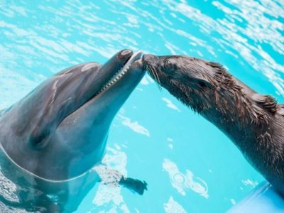 Dolphinarium-8-700x394
